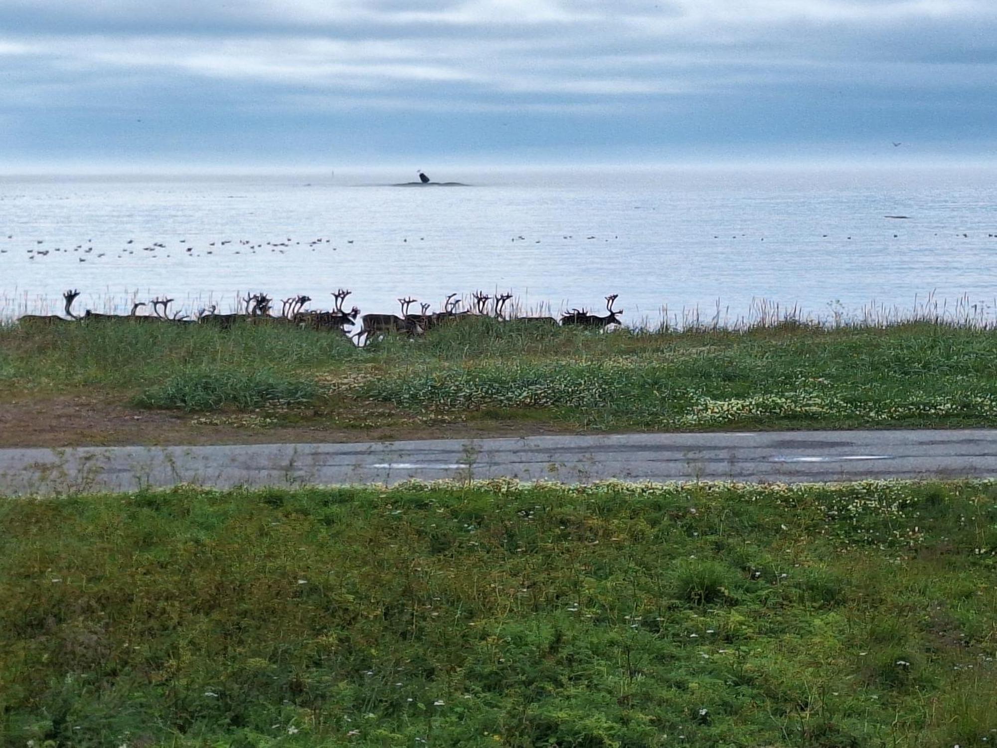 Ytre Kiberg Feriehus Ved Barentshavet - Holiday Home By The Barents Sea מראה חיצוני תמונה
